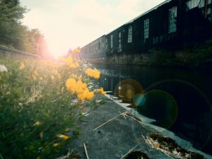 Low angle of a British canal with lens flare and wildflowers.